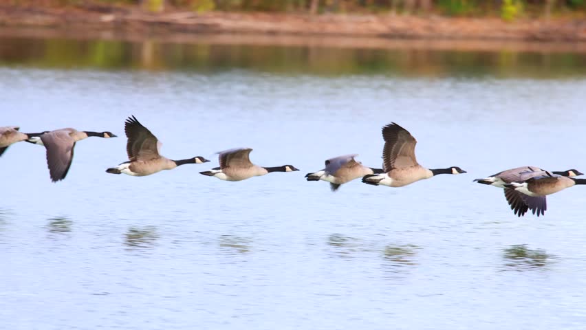 Flock of Canada geese in flight, close-up, slow motion.
