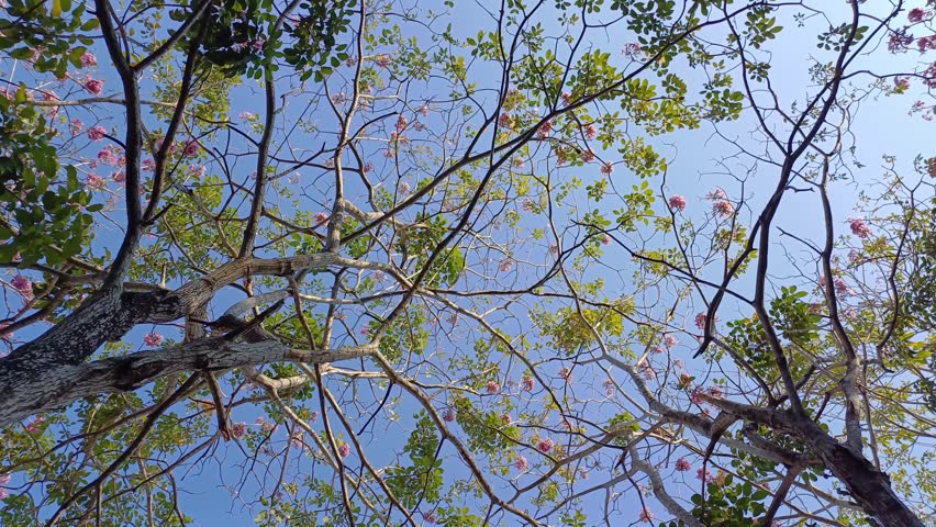 Bottom view of rosy trumpet tree foliage in the morning with blue sky. Tranquil natural background with trees, leaves, flowers of tabebuia rosea, swaying on wind in Mekong Delta Vietnam. Royalty-Free Stock Footage #3464181893