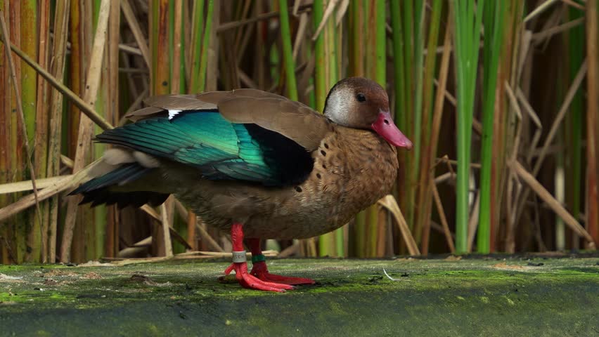 Male brazilian teal, amazonetta brasiliensis, rubbing its head all over the body, grooming, preening and cleaning its feather, wagging its tail in the enclosure, close up shot.