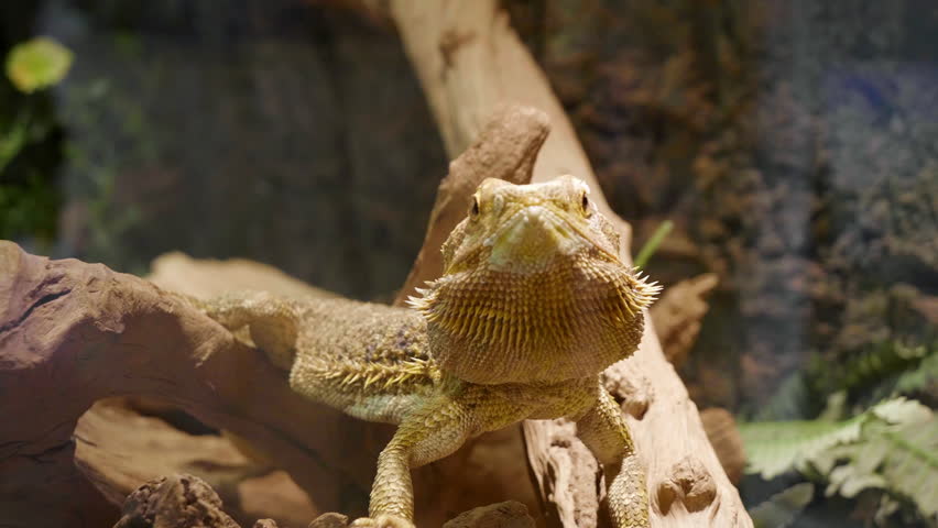 A Bearded Dragon Perches Stoically On A Gnarled Branch, Its Textured Scales A Camouflage Amidst The Rough Bark In A Controlled Habitat - Amsterdam, Netherlands Royalty-Free Stock Footage #3464247961