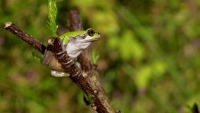 4K video of a tree frog sitting on a branch.
4K 120fps edited to 30fps.