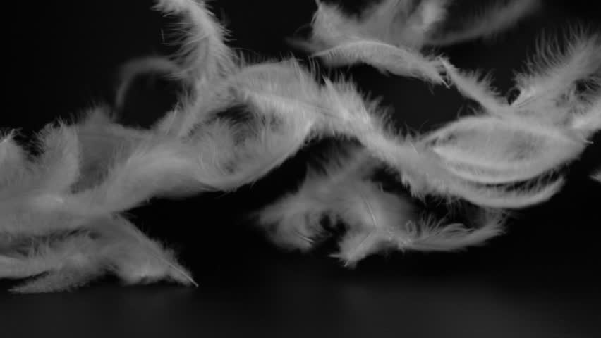 Slow motion closeup of flying white fluffy feathers isolated on black background