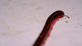 Animal Videography. Animal Behavior Footage. Millipede was crawling on the floor of the house. Milipedes wander around the house. Shot in 4K Resolution 30 Fps