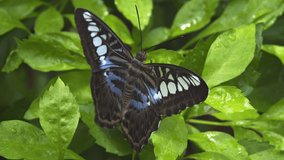 Parthenos sylvia. the clipper rest on leaves of plants