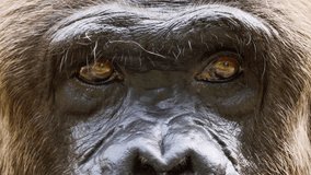 Extreme closeup of a chimpanzee's black face. including his thoughtful. brown eyes. brow and broad nose. FullHD 1080p footage