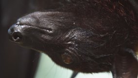 Extreme closeup shot of a Pteropus fruit bat's face. as it hangs upside down from a tree branch in the wild. FullHD 1080p footage