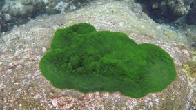 Isolated colony of feathery seaweed. growing on top of a large rock. in the warm. shallow waters off Koh Lipe. Thailand. FullHD 1080p footage