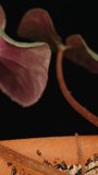 I am watering a house flower Cyclamen in a pot. Dolly slider extreme close-up. Vertical video.