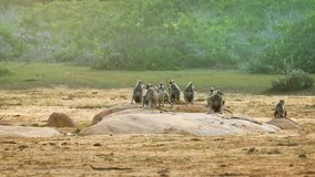 Colony of gray langurs. congregating on a large rock at Yala National Park. an important wildlife sanctuary in Sri Lanka. FullHD 1080p footage