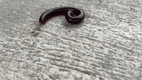 Footage of a living centipede moving on the street outside