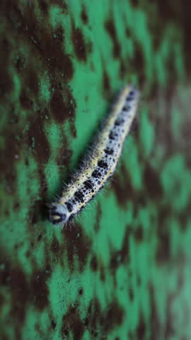 Spotted Caterpillar Moving On Green Surface. Vertical video.