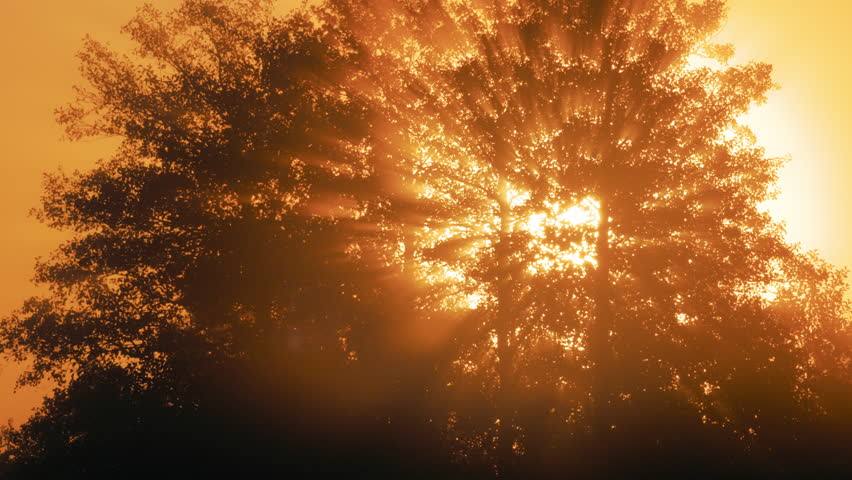 Mystical Dawn: Radiant Sunbeams Pierce Through Enchanting Forest Fog