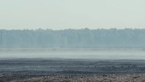Misty Morning: Birds Foraging in Enchanted Forest Dawn - Powered by Shutterstock - Get 15% off with code: PIKWIZARD15