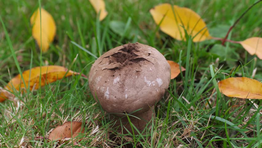 Spores come out of a puffball mushroom that bursts upon impact with water droplets