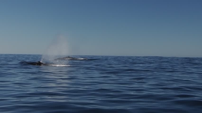 humpback whale in pacific ocean baja california sur mexico