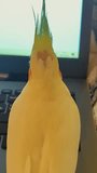 Beautiful video of a bird. Ornithology.Funny parrot.Cockatiel parrot.
Home pet yellow bird.Beautiful feathers.Love for animals.Cute cockatiel.Home pet parrot.A bird with a crest.Natural color.
memes.