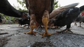 This is a video about chickens eating together