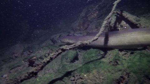 Eel fish (anguilla anguilla) in the beautiful clean water. Underwater footage in the river. Wild life animal. Eel in the nature habitat with nice background.