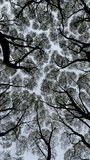 Crown shyness phenomenon exhibited by willow trees in the Botanical Garden of the SB RAS, Novosibirsk, low angle view. Rotation video footage vertical
