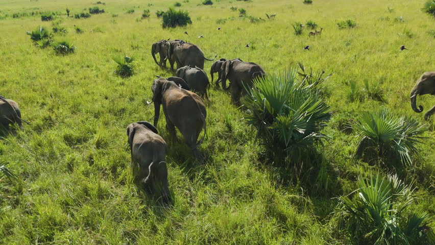 Aerial view orbiting a African Elephants walking across wild grasslands, sunny day