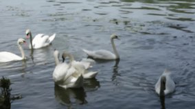 video of swan on a river in France