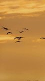 Common Crane Or Grus Grus. Birds Winter Migration. Flock Of Common Cranes Or Eurasian Cranes Fly In Sunny Blue Autumn Sky. Nesting Cranes, Nest. Eastern Europe. Bright Light Orange, Yellow Colors Sky.