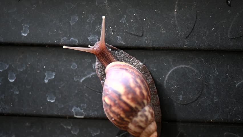 garden snails and slugs urban snails plant-eating animal. Royalty-Free Stock Footage #3464536413
