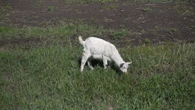Goatling eating grass slow motion, 500 fps (20x), hd 1080p video footage