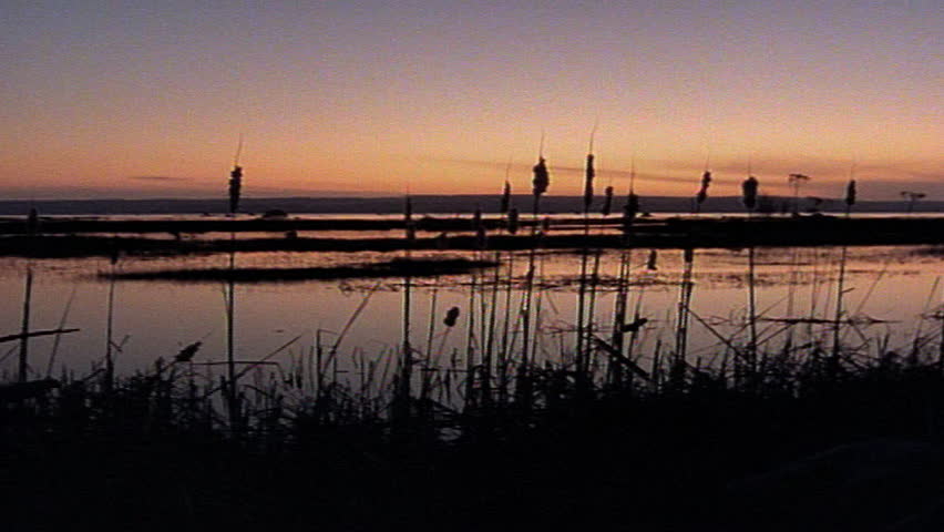 Marsh and reeds silhouetted by sunset 