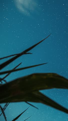 Spin Trails Of Stars Above Maize Corn Field Plantation. Hyperlapse Night Starry Sky Glowing Milky Way Stars And Meteoric Track Trails Above Maize Corn Field In Summer Agricultural Season Cornfield