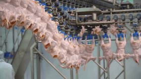 Production and processing of chicken meat.  Conveyor line for processing and packaging of chicken broilers. Poultry meat processing. Vertical video.