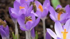 slow motion clip of a group of European honey bees pollinating on crocus flowers