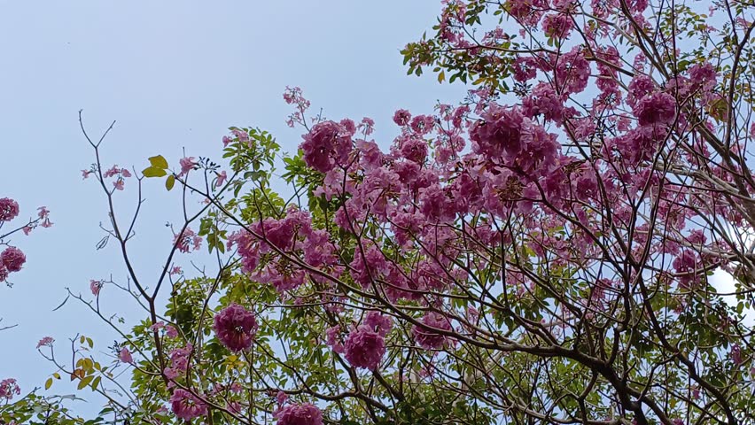 Bottom view of  tabebuia rosea flowers in the morning with blue sky cloud. Tranquil natural background with trees, leaves, flowers of rosy trumpet tree, swaying in wind at Mekong Delta Vietnam. Royalty-Free Stock Footage #3464619925