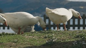 A close up shot of a group of white ducks eating green grass leaves, blue lake and beautiful mountains in the background, dreamy exotic wildlife, fall tones, RF Lens, 4K video