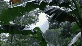 4K Video of Raindrops on a Serene Banana Leaf