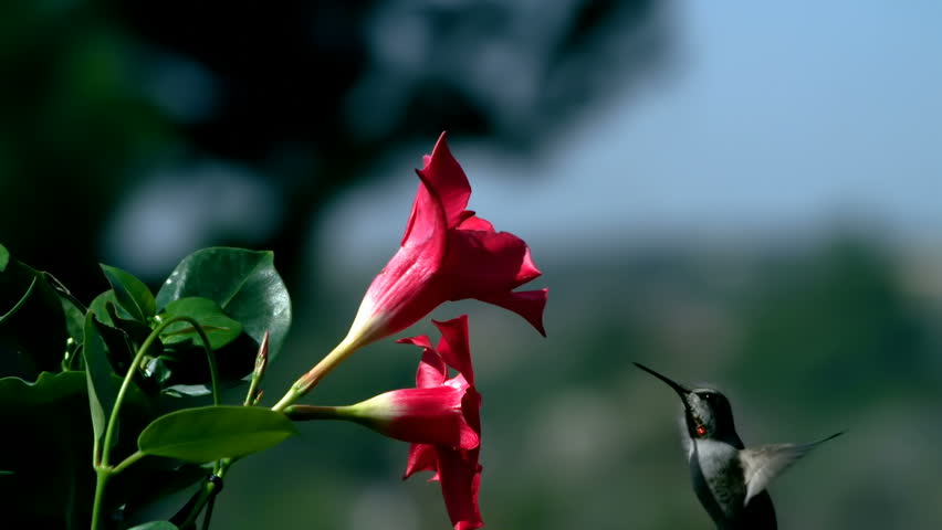 Hummingbird Approaching Mandevilla Red Flower Slow Motion Royalty-Free Stock Footage #34646527
