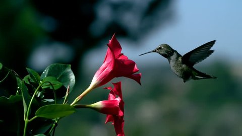 Hummingbird Approaching Mandevilla Red Flower Slow Motion