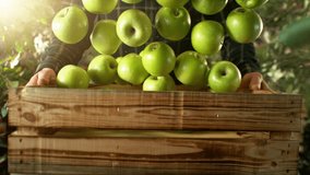 Super Slow Motion of Falling Green Apples into Wooden Box. Farmer Holding Box, Orchard on Background. Fresh Fruit Harvest, Countryside and Farmers Concept. Filmed on High Speed Cinema Camera, 1000 fps - Powered by Shutterstock - Get 15% off with code: PIKWIZARD15