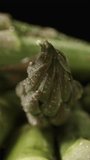 Fresh asparagus spears on a black background with water droplets. Dolly slider extreme close-up. Vertical video.