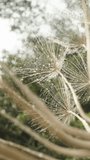 A mature Tragopogon flower with its seeds dispersed in the form of flying parachutes. Dolly slider extreme close-up. Vertical video.