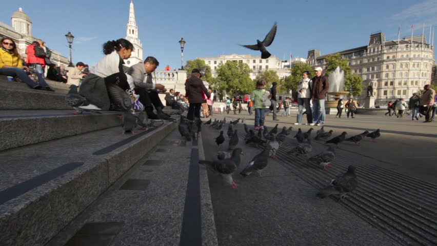 Голуби на трафальгарской площади