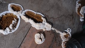 Big home destructive fungus or Serpula lacrymans on the floor of the residential building, close-up video