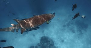Nurse shark swimming underwater in transparent blue ocean. School of fish and shark in tropical ocean at Bahamas