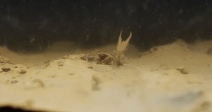 Dark underwater video showing nymph of long-tailed mayfly from the front