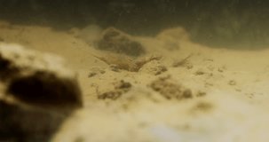 Amazing underwater video of long-tailed mayfly nymph in river Tisza in Serbia