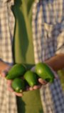 green avocados in male hands vertical video. avocado farming business, vegetable production, farmers market outdoor. fruit and vegetable harvest vertical. organic crops