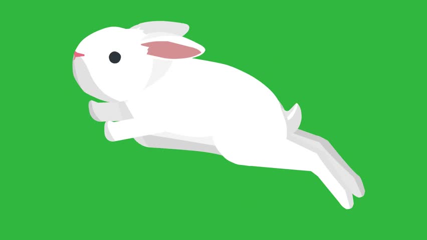 white bunny make fast hop