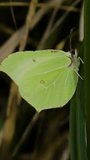 Vertical Video of a Female Brimstone Shaking on a Grass Leaf in Slow Motion
