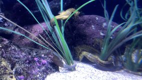 4K HD Video of Sea Horse hanging onto plant in surge water. Seahorses are at risk because of activities affecting their habitat, including development, pollution and global warming
