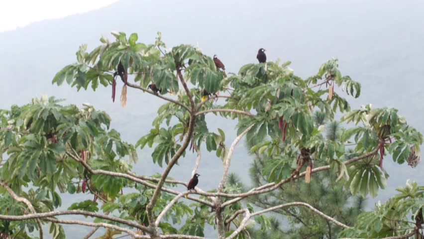  Group of Montezuma oropedola birds on a tree in Costa Rica. Gentle wind. Royalty-Free Stock Footage #3465113239